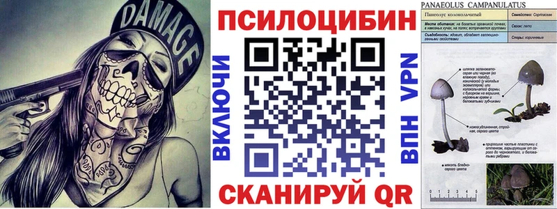 Купить где  Старица  Псилоцибиновые грибы Psilocybine cubensis 